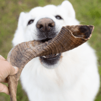 Snack'it Lammehorn Medium i foile