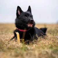 Ozami Premium Chewstick Elk