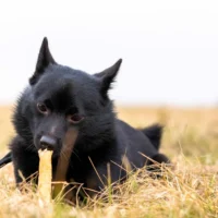 Ozami Premium Chewstick Elk