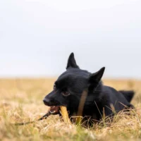 Ozami Premium Chewstick Elk